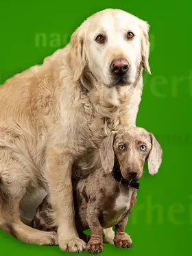 Bürohunde Lucky und Willi