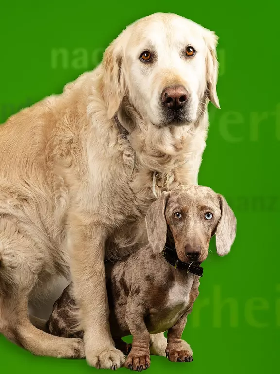 Bürohunde Lucky und Willi