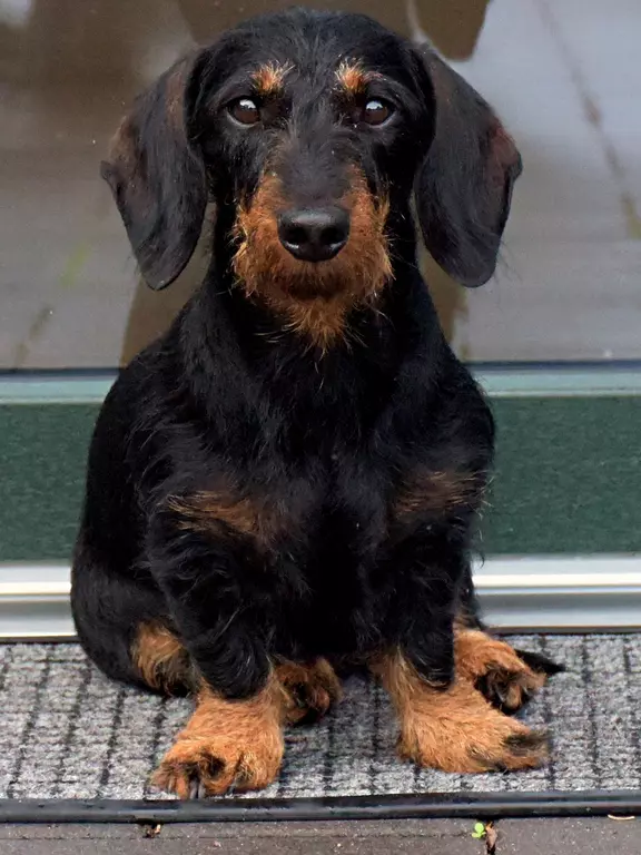 Frau Meier