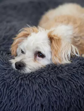 Fanny Bürohund