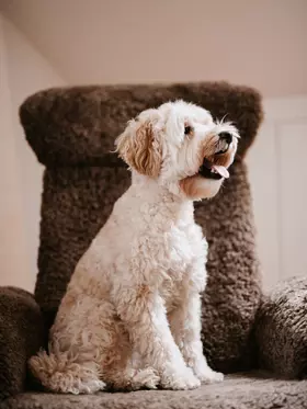 Bürohund Eddie